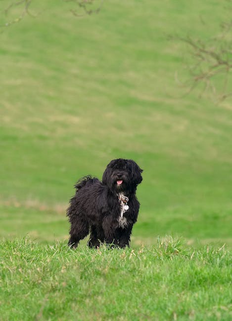 The Best Pets for Aurora Watchers