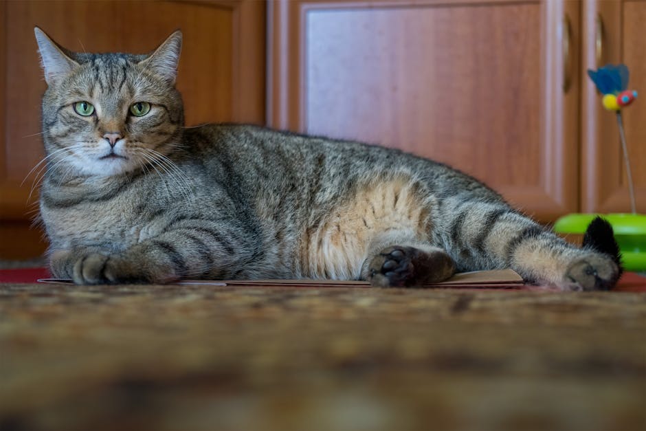 The Science of Pet Playfulness